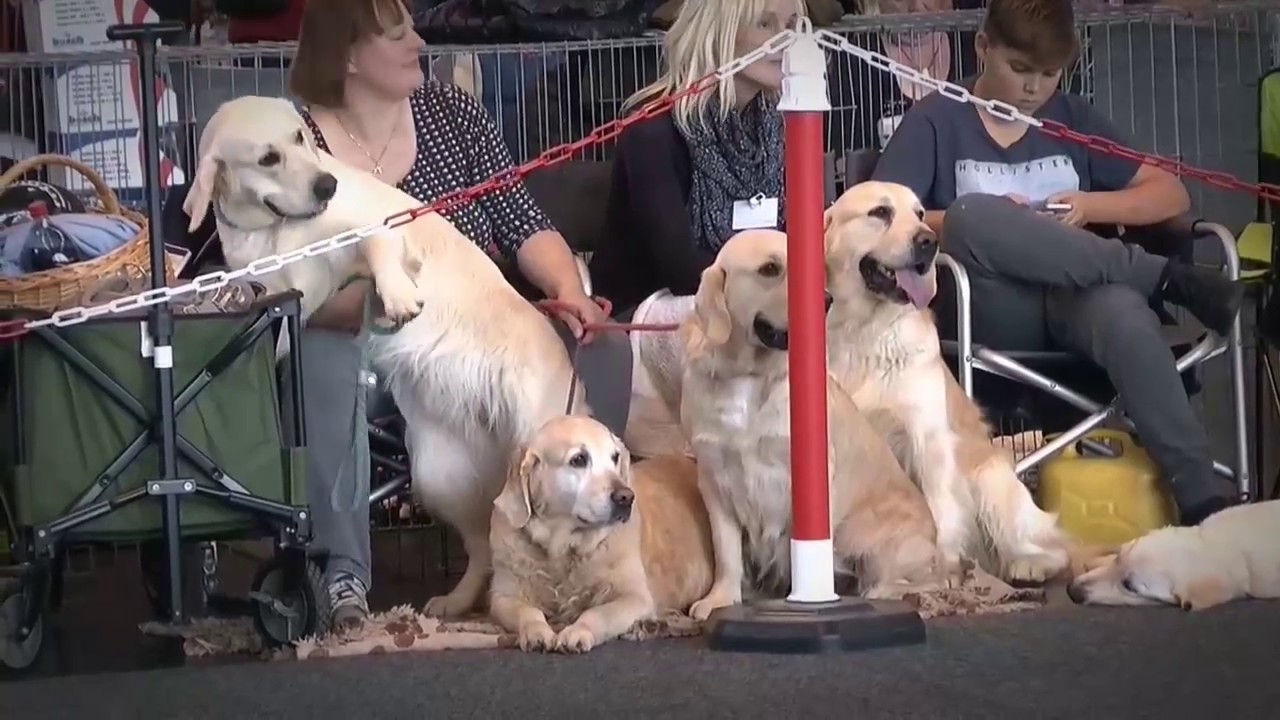Hunde, Hunde, Internationale RasseHundeAusstellung Rostock