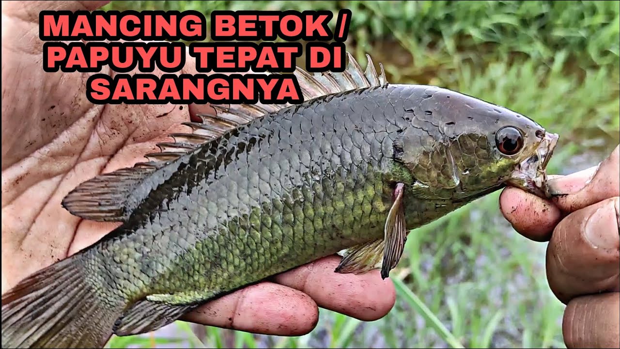 Pakai Umpan Ini Auto Panen!! Mancing Betok ~ MKK #4