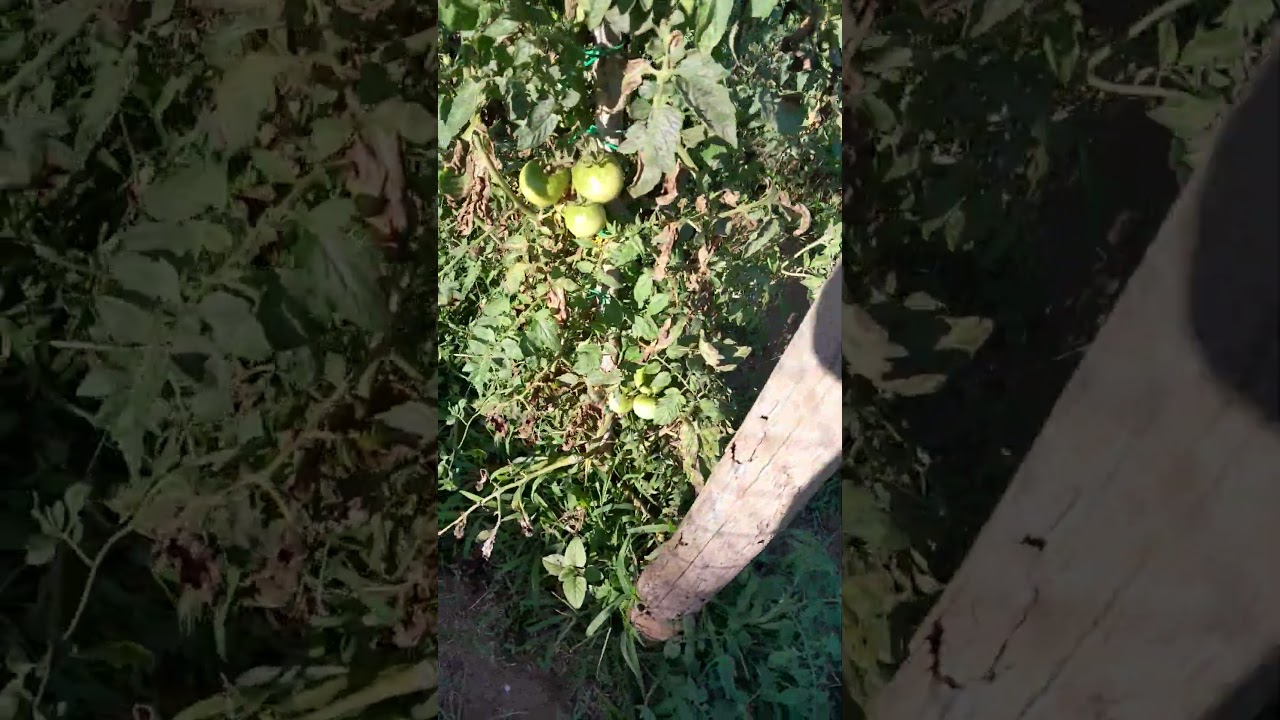 orto pomodori zucchine romanesche