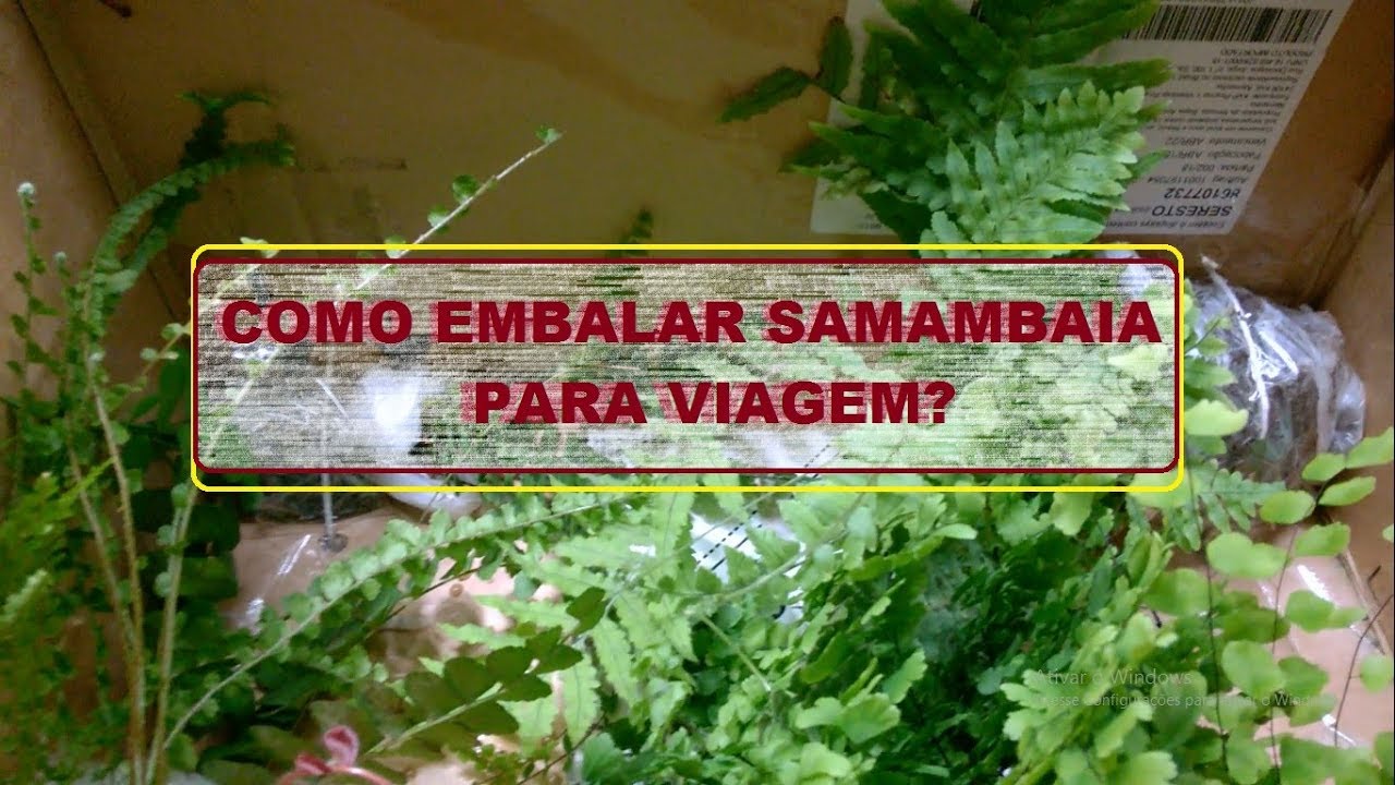 COMO EMBALAR SAMAMBAIA PARA VIAGEM?