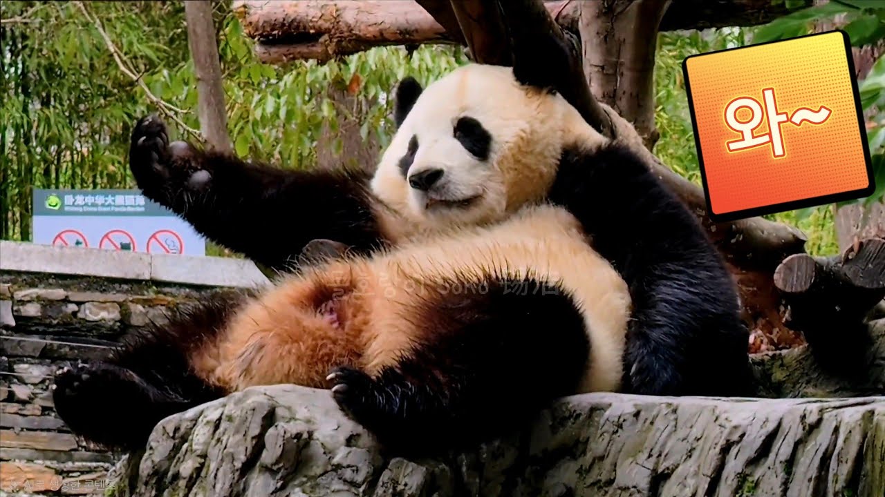 와~푸야의 이런 모습은 진짜 첨 보네요~!!??ㅋㅋㅋ | 3월 3일 오후(푸바오 실시간) Panda Fubao