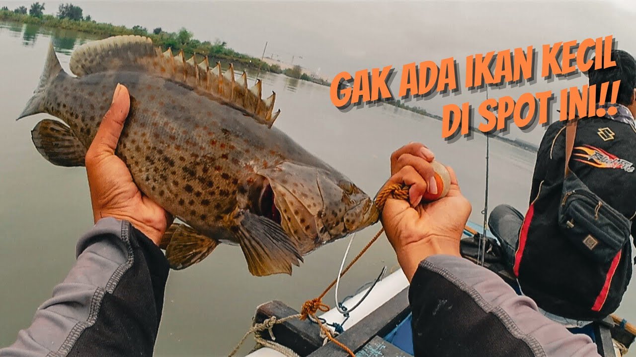 SPOT GILA‼️ Cuma di pinggiran muara banyak sambaran ikan besar