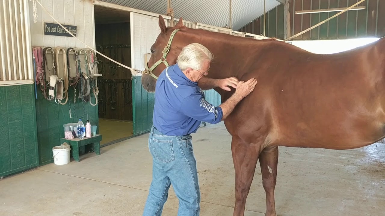BASIC MASSAGE TECHNIQUES FOR EQUINE MASSAGE