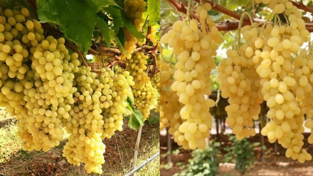 سماد الحديد أقوى سماد لشجرة العنب يسرع نمو شجرة العنب ويزيد الثمار إلى عشر اضعاف
