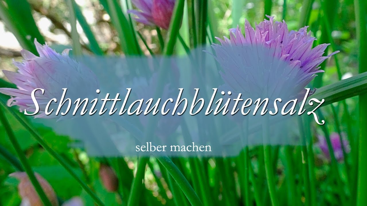 Schnittlauchblütensalz / schnelles Geschenk / Schnittlauchblüten nutzen