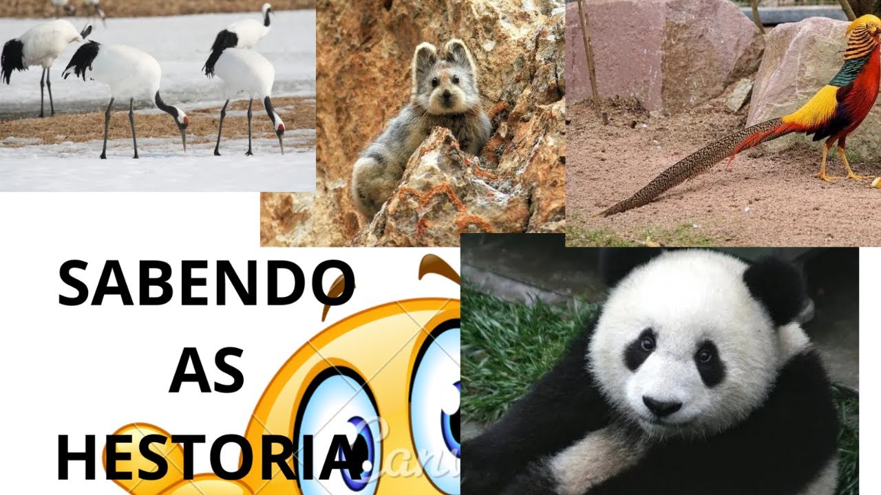 sabendo as hestooria animais da china selvagem