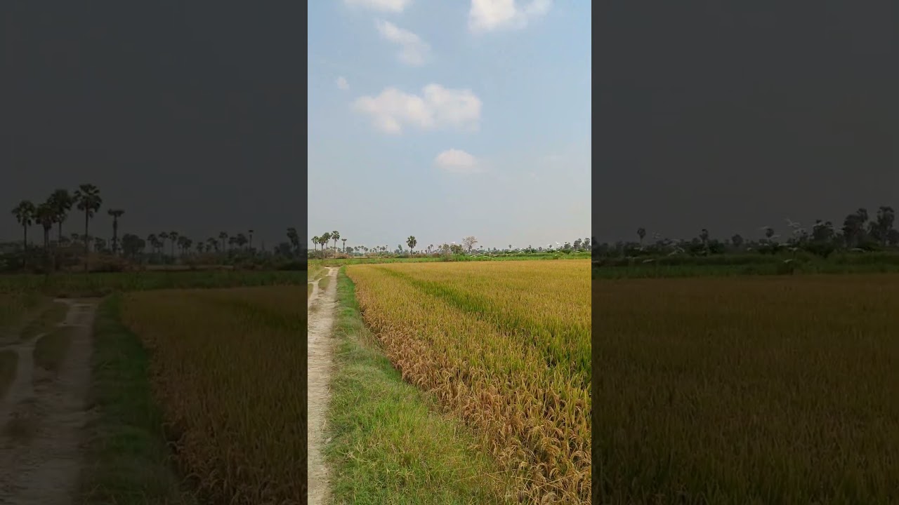 Nature #shortvideo #allure #viralvideo #whatsappstatus