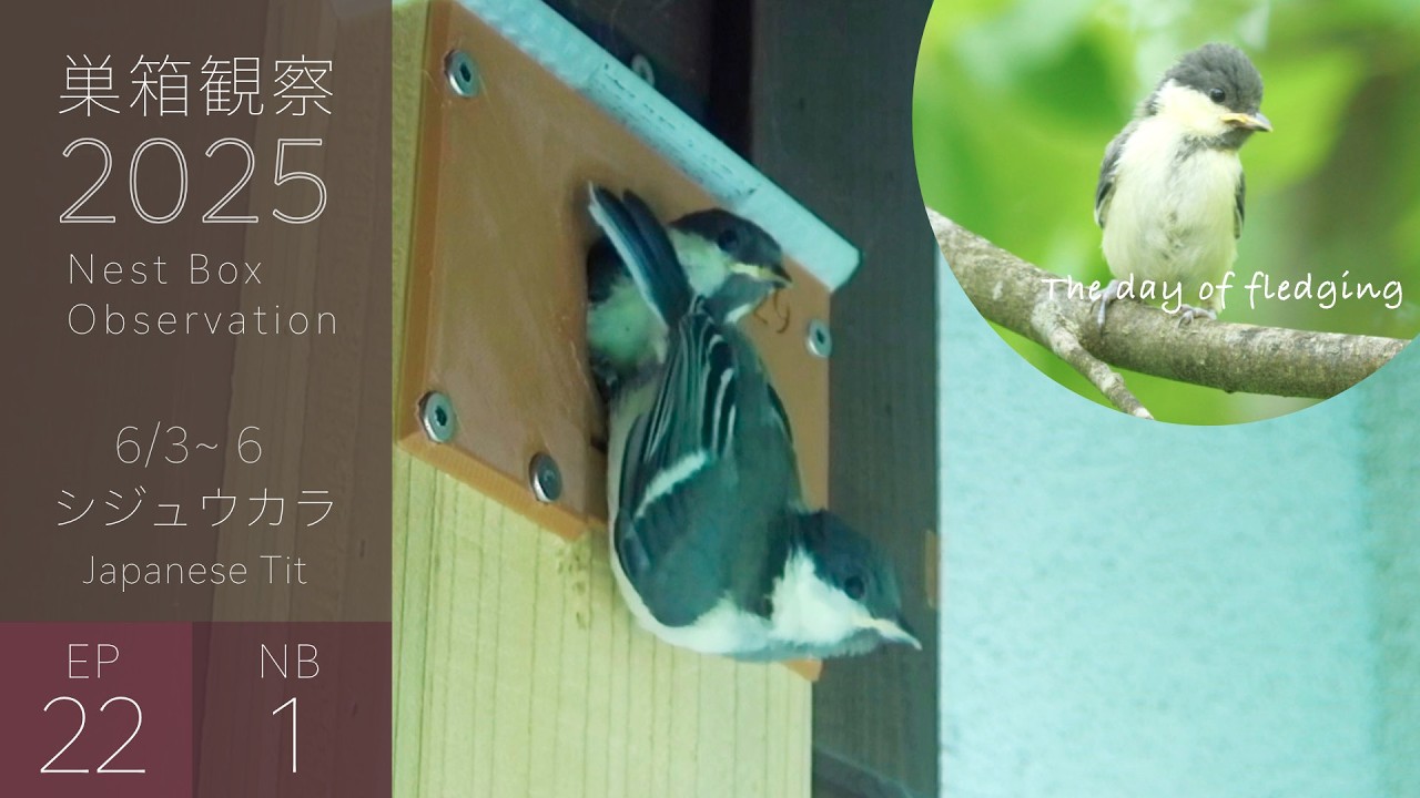 巣立ち編🐥シジュウカラの雛、ビビりすぎて巣立ちにめちゃ時間がかかる・・・【巣箱観察2025/第22話】