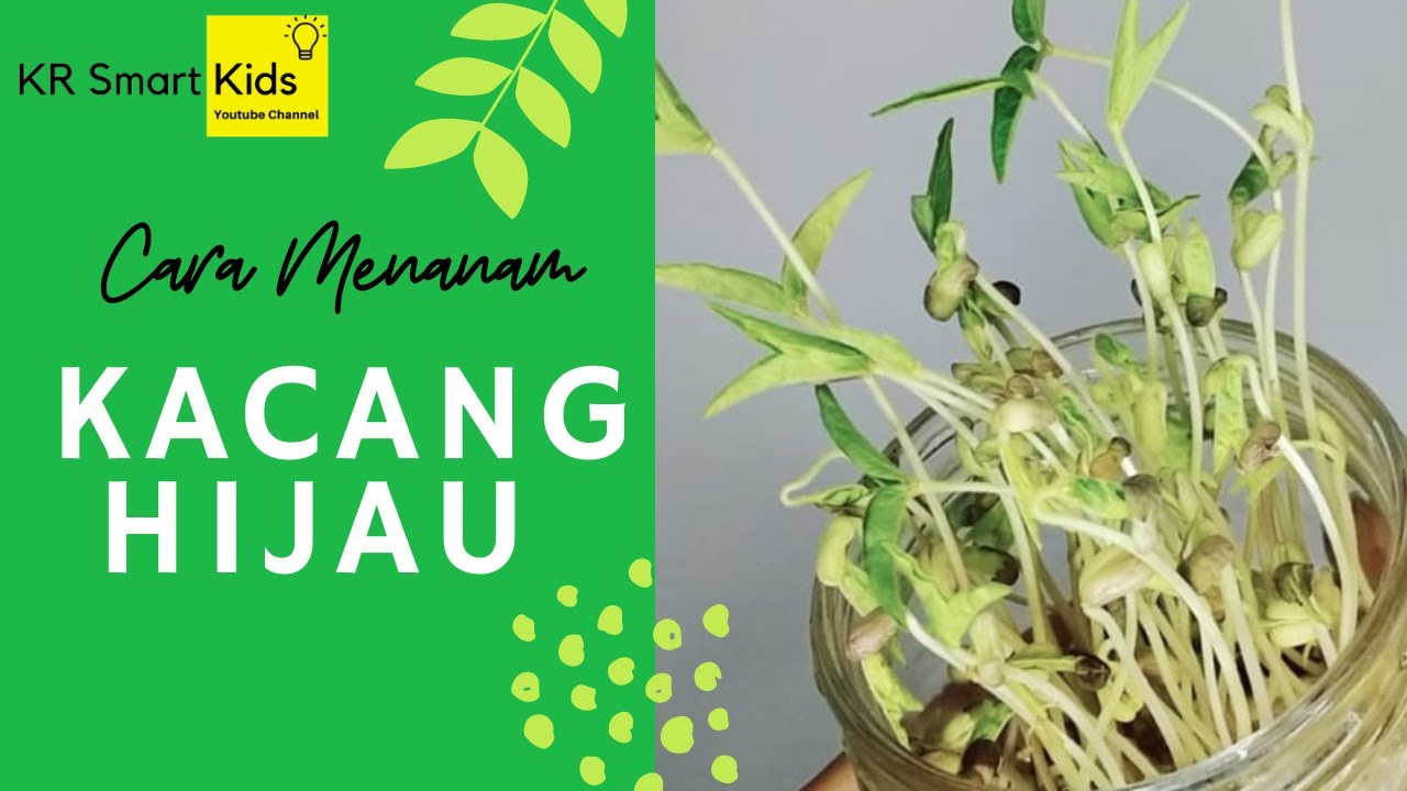 Cara Menanam Kacang Hijau Menggunakan Media Kapas