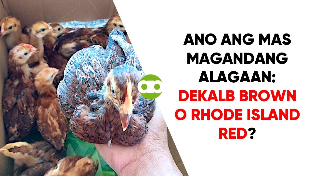Ano ang Mas Magandang Alagaan: Dekalb Brown o Rhode Island Red?