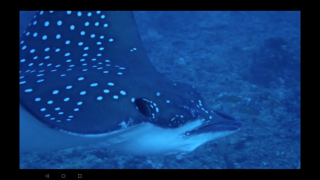 Maldives, Liveaboard MV Spirit, Part 2, Sharks
