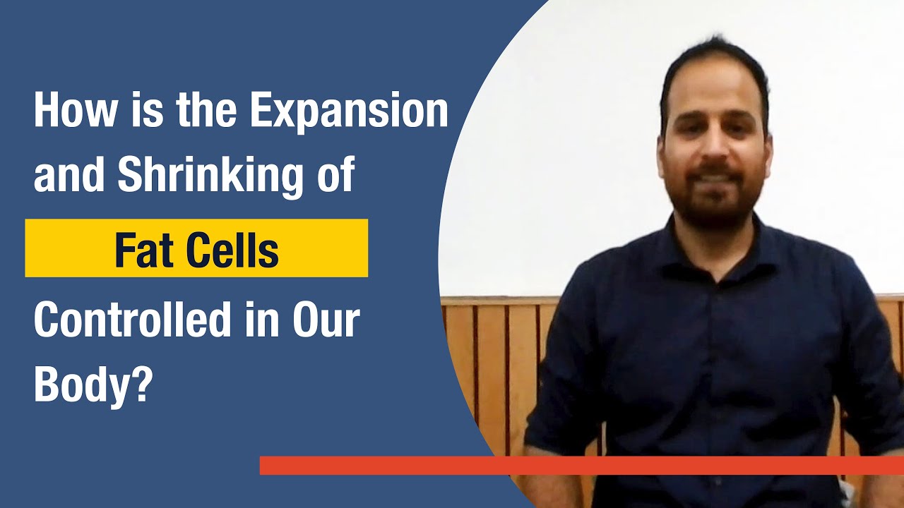 How is the Expansion and Shrinking of Fat Cells Controlled in Our Body?