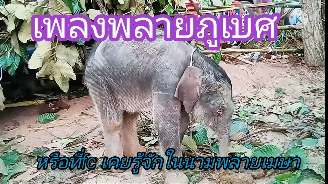 เพลงพลายภูเบศร์(พลายเมษา) หนึ่ง วิไลลักษณ์ ศิลปินเพื่อถิ่นช้าง