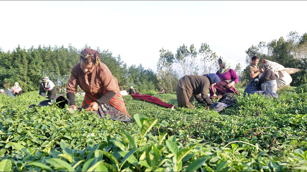 Tea Harvesting In The Unique Plantations Of Northern Iran