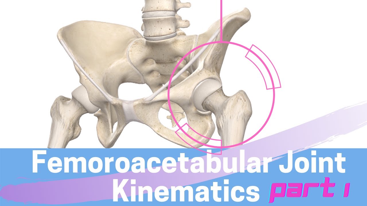 Hip Joint Biomechanics: Femoroacetabular Joint Kinematics Open Kinematic Chain