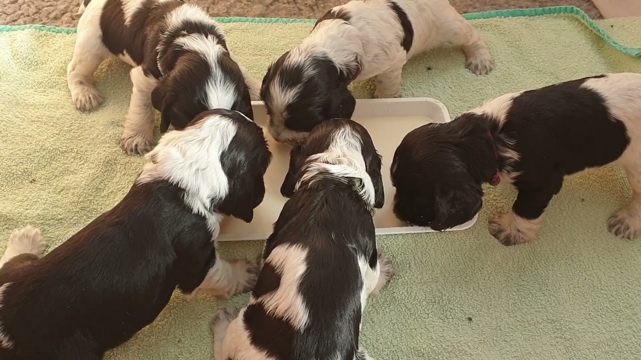 Manjuno's O's - 4th week 1