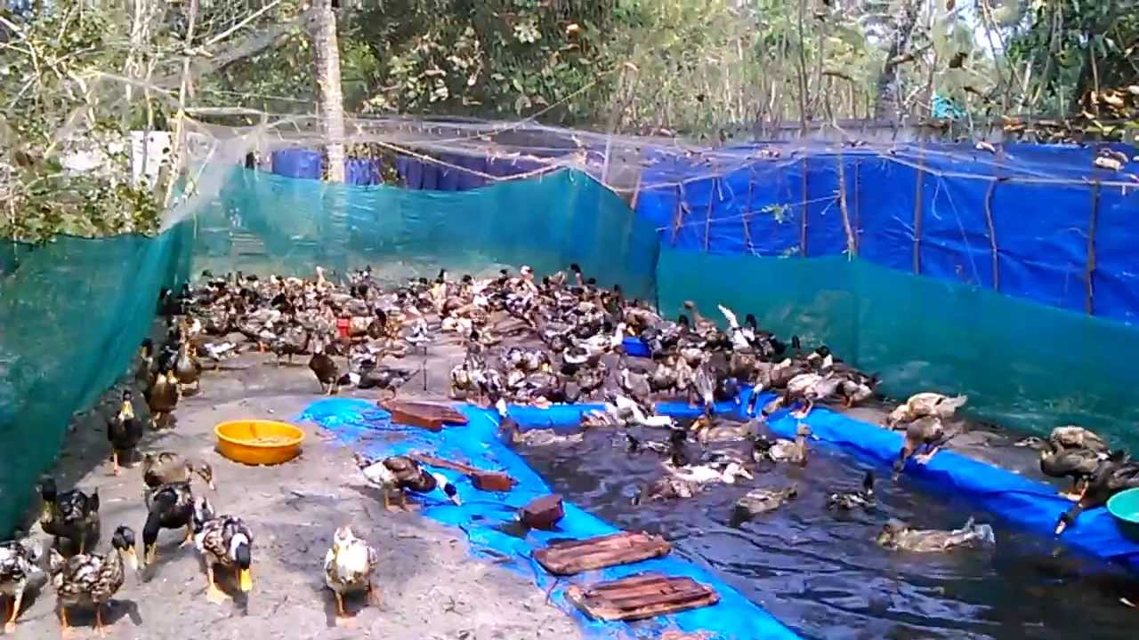 Duck Farm At Cherthala