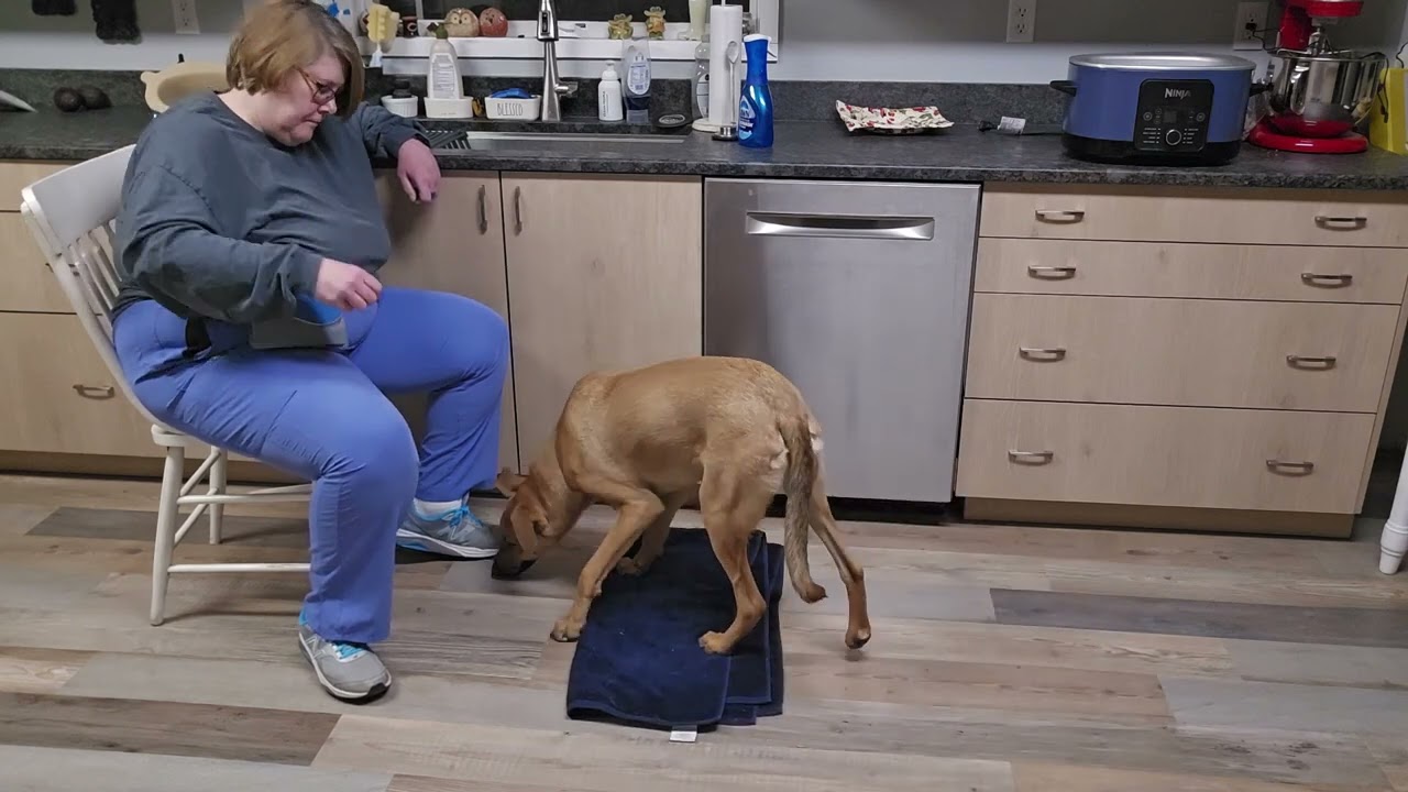 Exercise 20.2 train second dog 