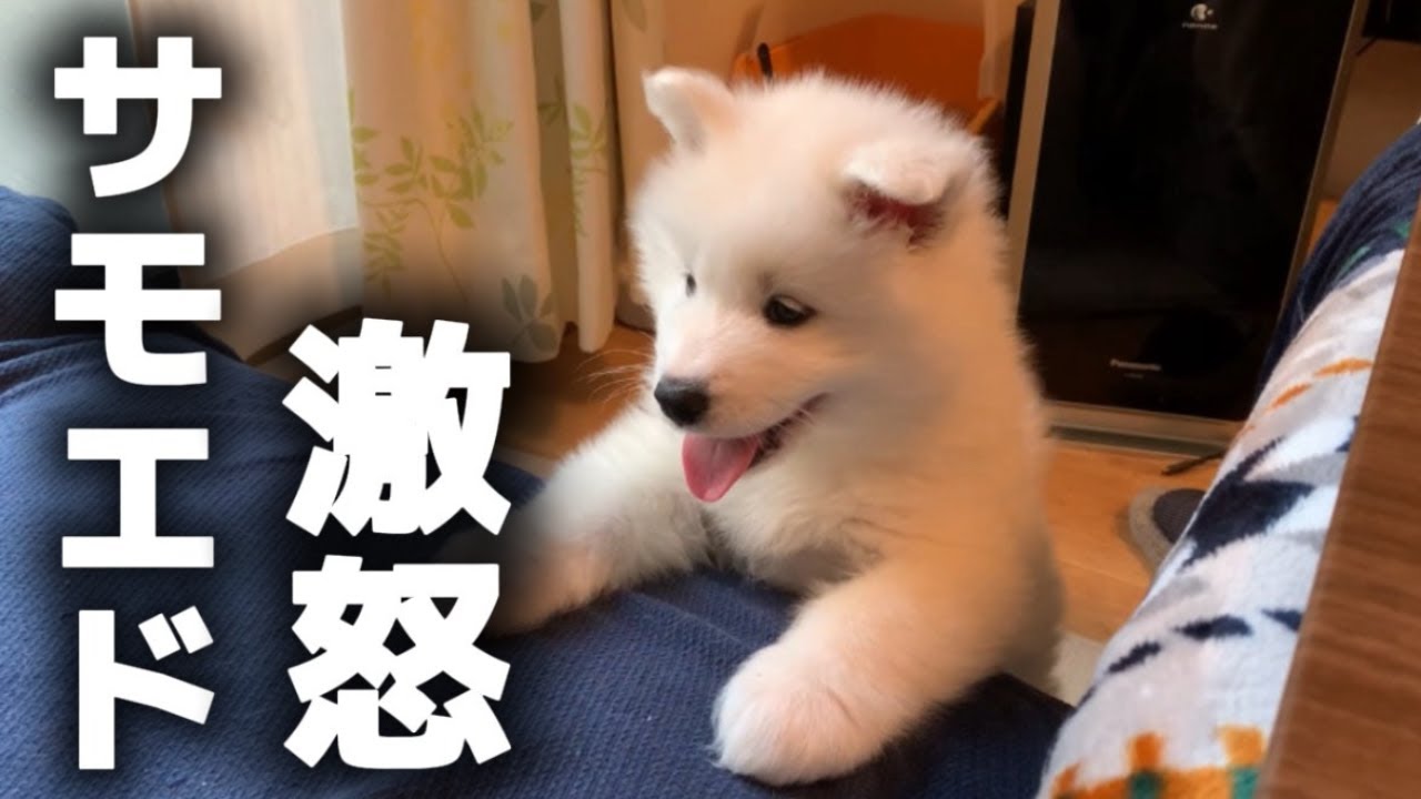 ソファに登れなくて怒るあかちゃんサモエドが可愛すぎましたｗ【サモエド】【子犬】
