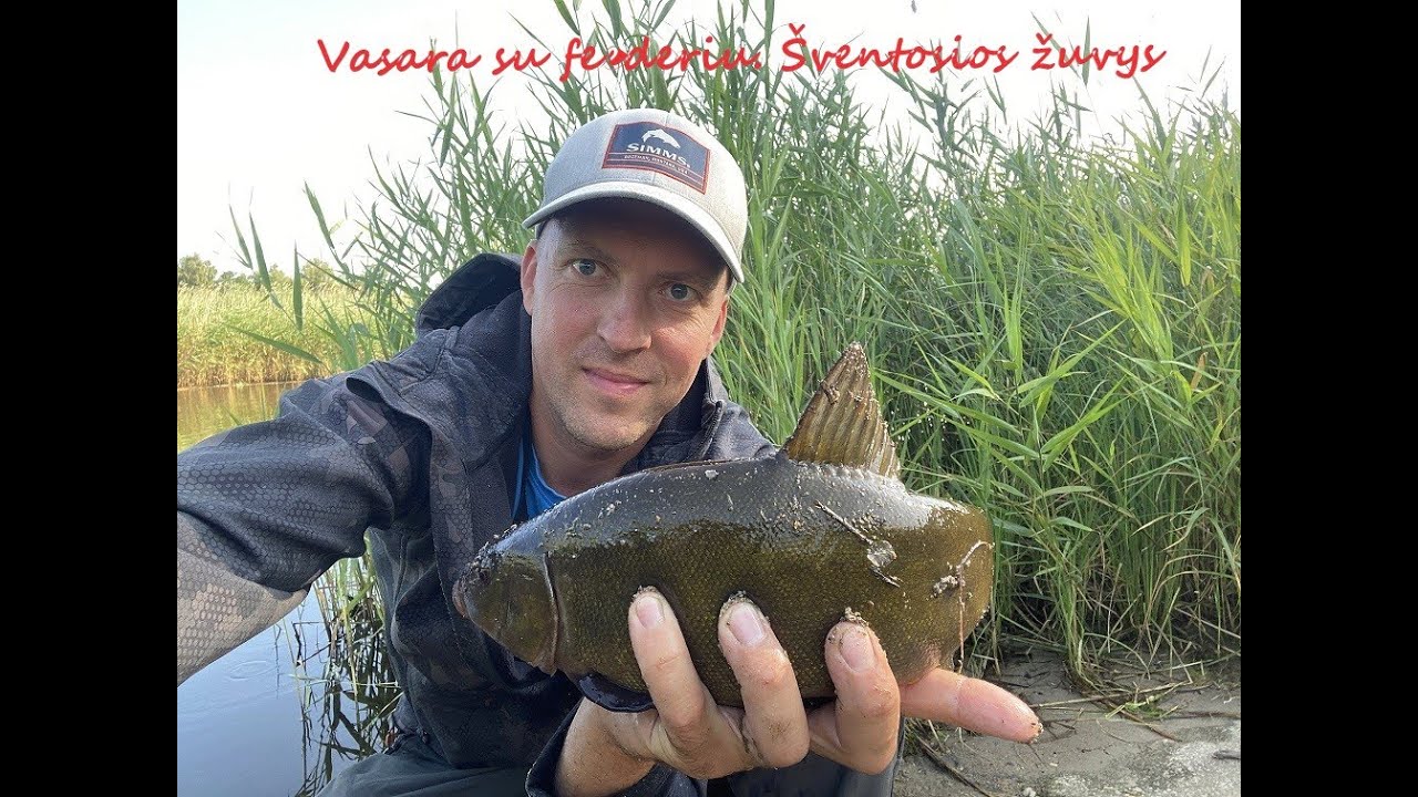 Vasara su feederiu. Šventosios žuvys