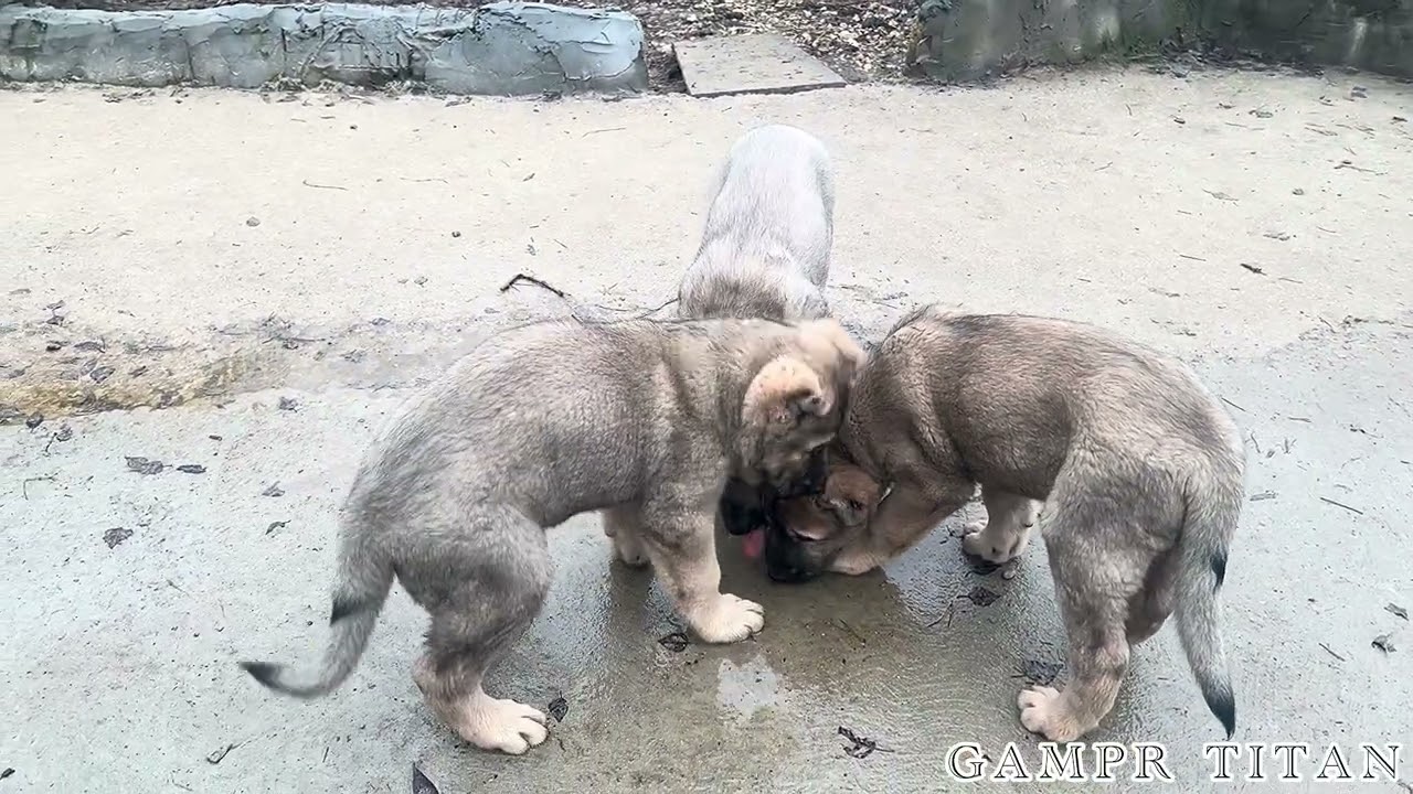 МАЛЕНЬКИЕ АБОРИГЕНЫ НА БУКВУ«Ц».ДЕРЗКИЕ ПАЦАНЫ#гампр#гампртитан#dog#гампрщенки#like#топ#волкодав#