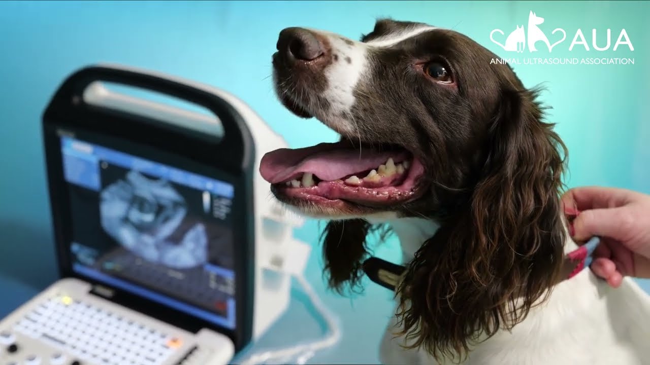 Springer Spaniel mid-gestation pregnancy scan