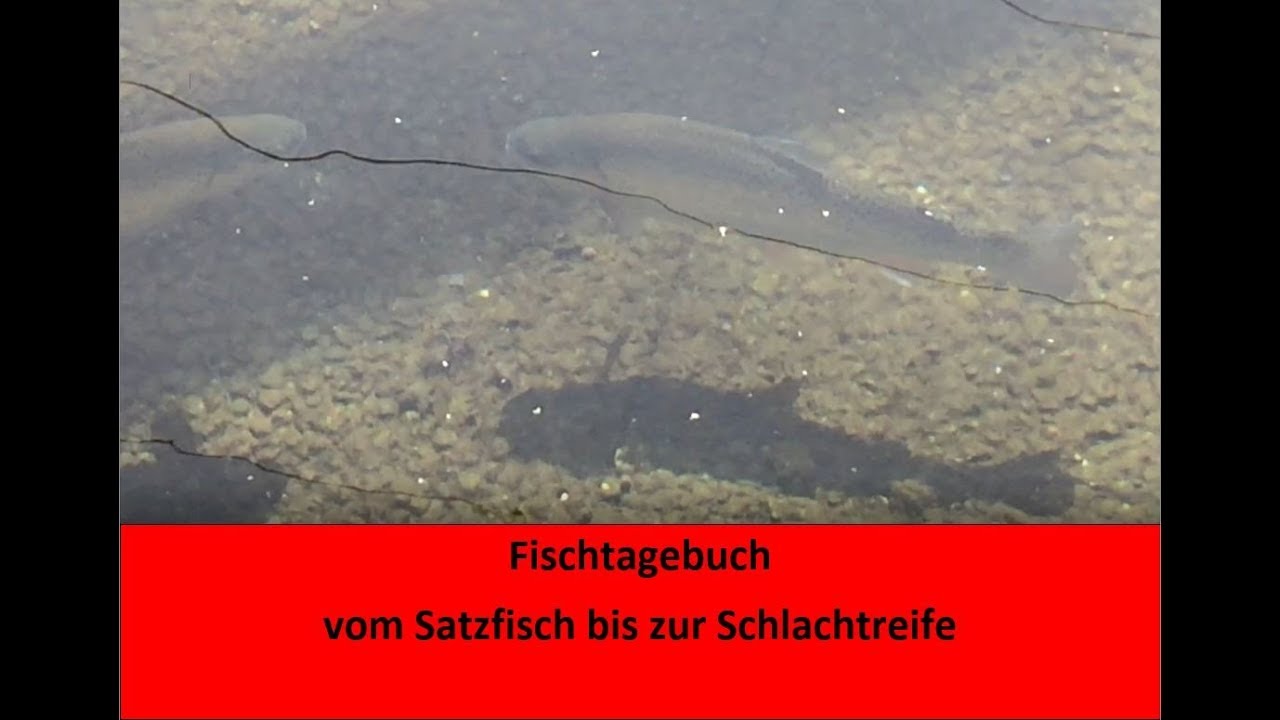Fischtagebuch | Forellen - vom Setzling bis zur Schlachtreife