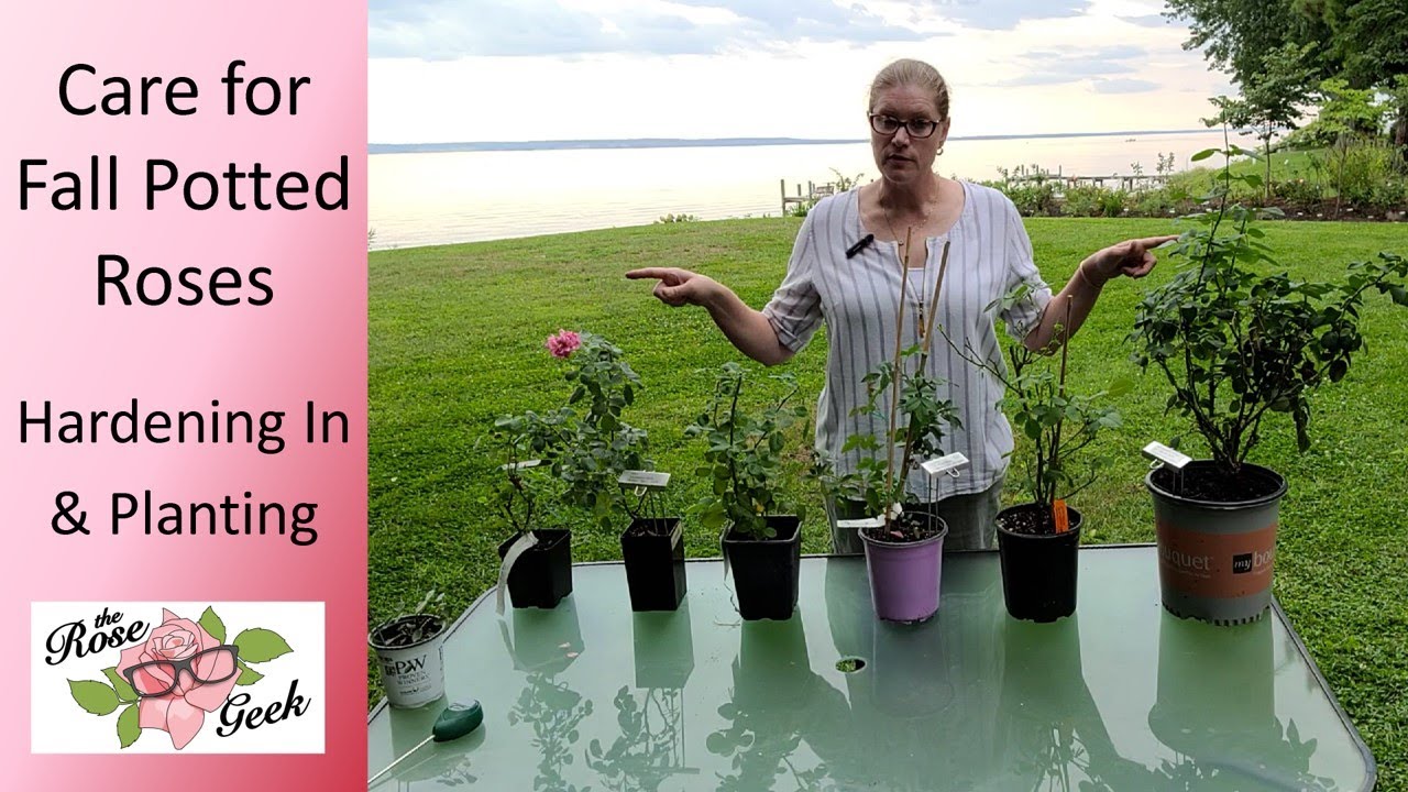 🌹 Fall Potted Roses // Care, Hardening In, and Planting