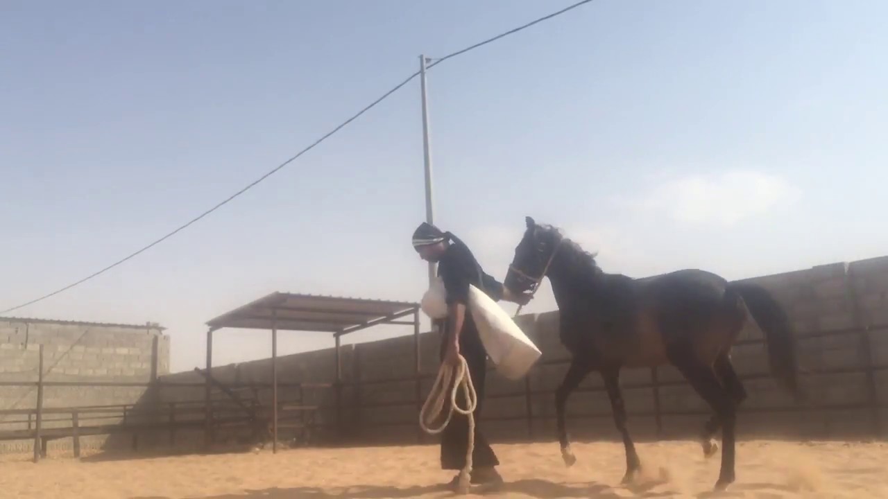 التحكم بالحصان وكسب ثقته في القود والشغل الأرضي / أحمد الحقيل ..