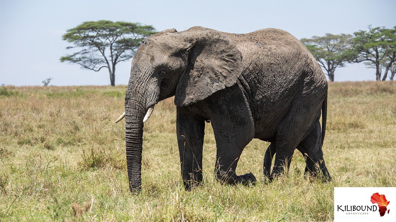 Elephants Crossing the Road - MUST SEE Wildlife Encounter!