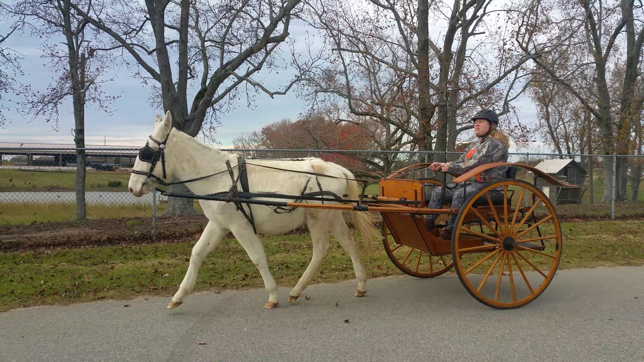 Aimee on her Meadowbrook cart driving Merle the Mule