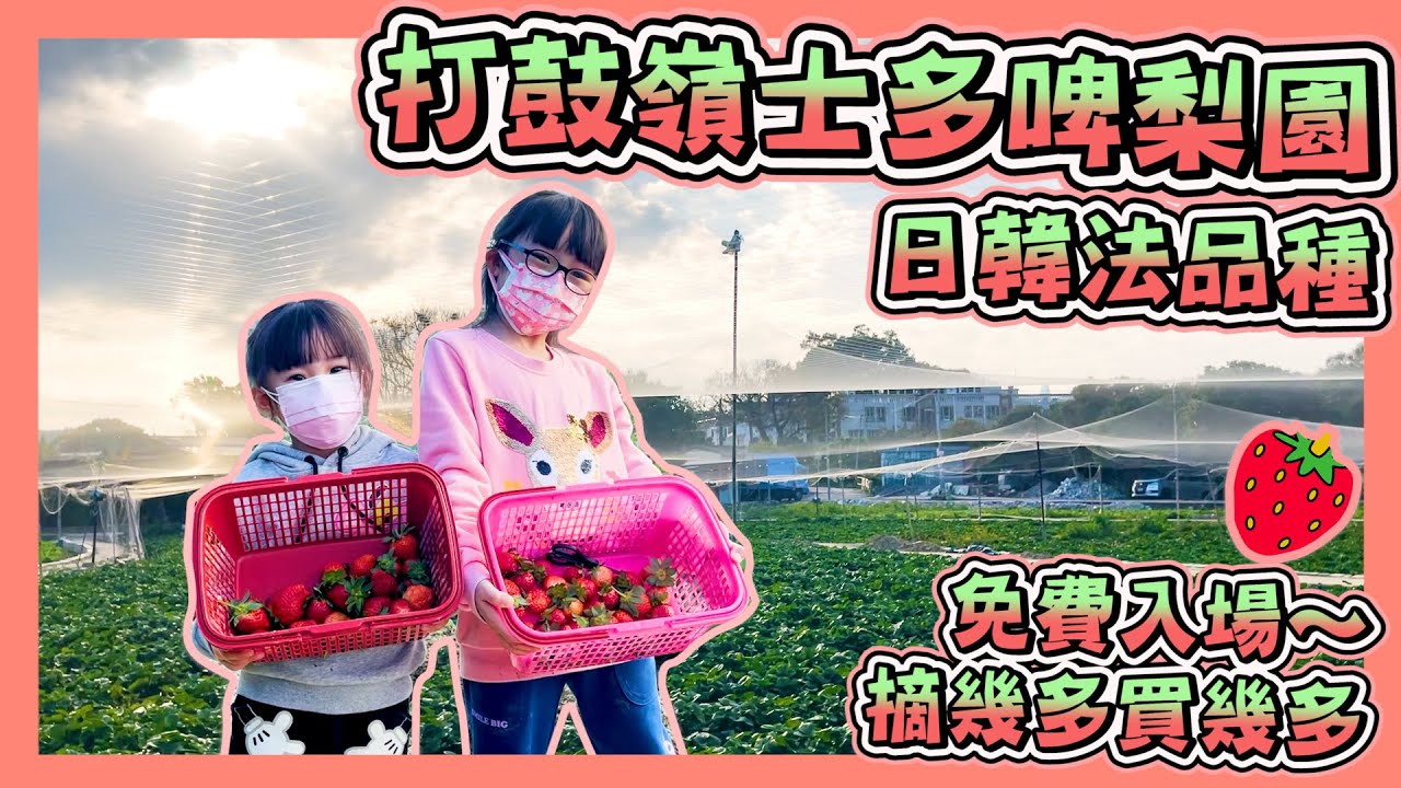 [打鼓嶺士多啤梨園]｜免費入場｜親子好去處｜拔蘿蔔｜割椰菜｜假日VLOG｜~Hailey Family