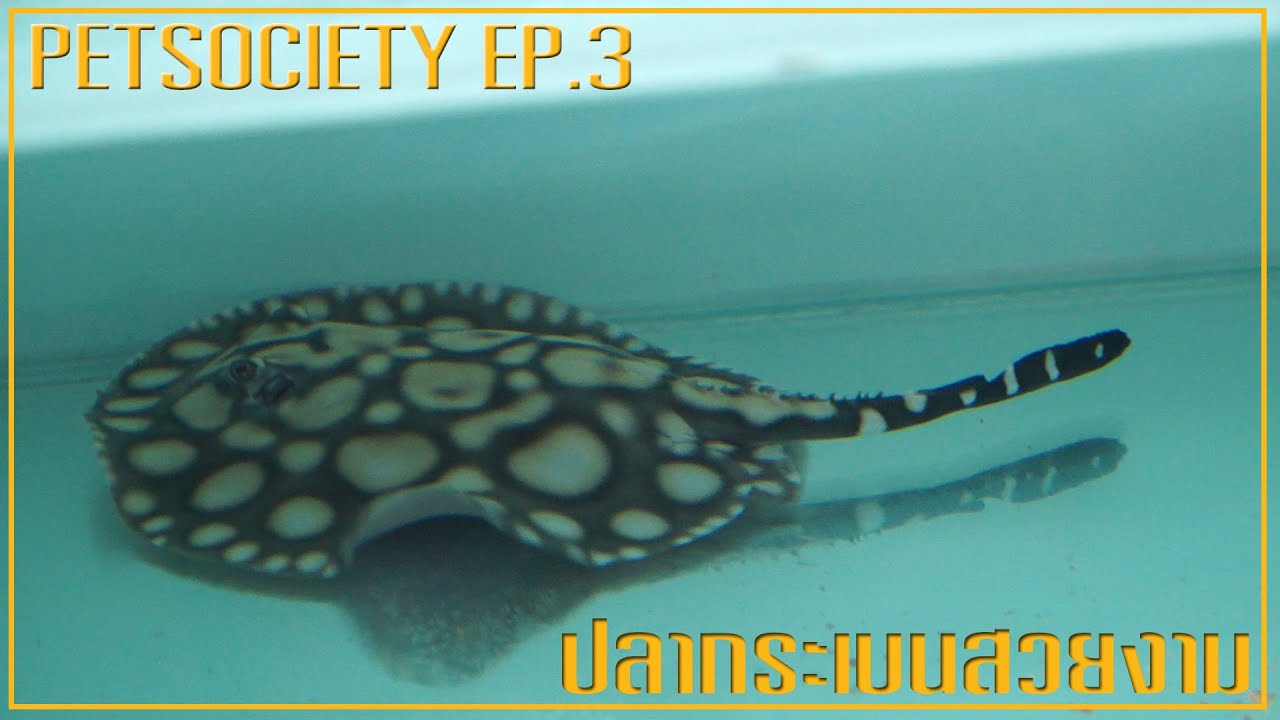 Petsociety ตอน ปลากระเบนสวยงาม EP3