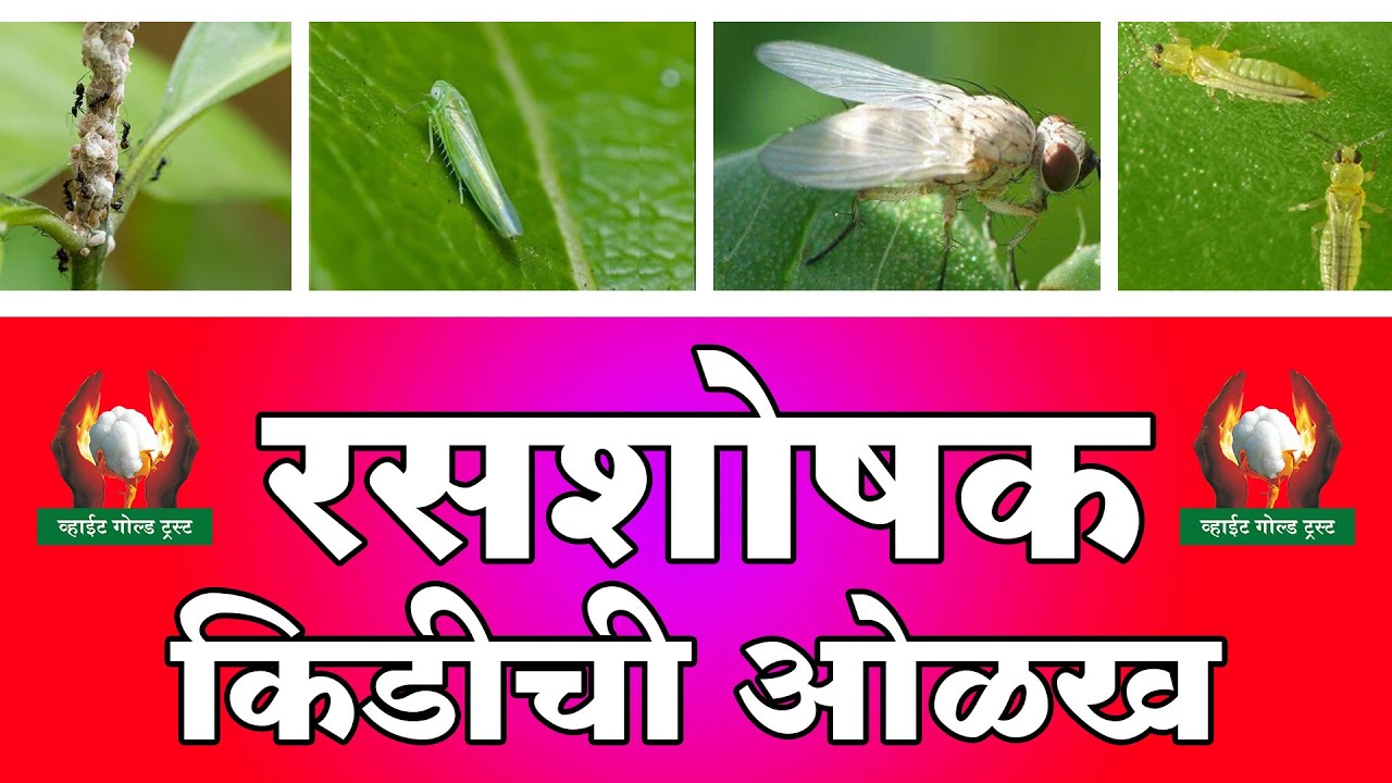 रसशोषण करणाऱ्या किडींची ओळख व माहिती - श्री गजानन जाधव