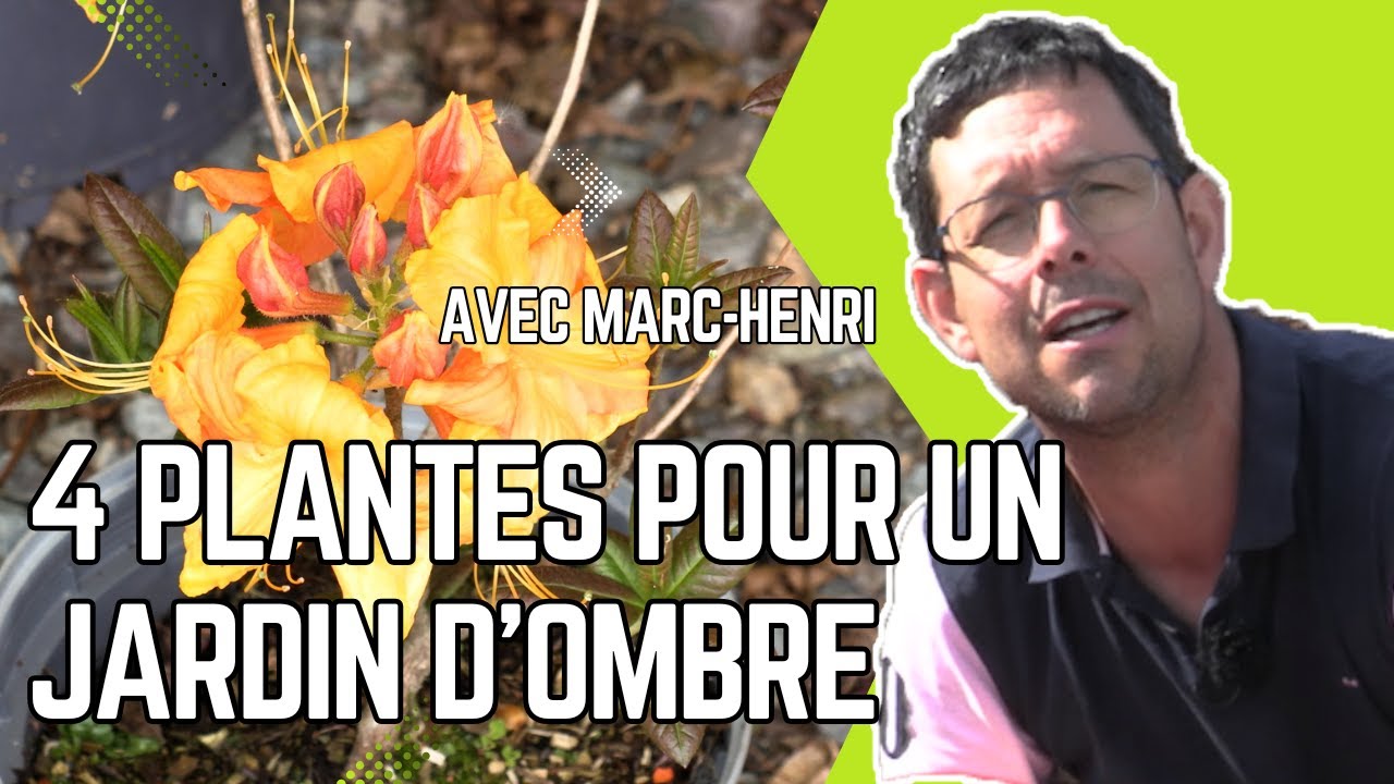 4 PLANTES POUR un JARDIN OMBRAGÉ 😃 OSEZ l'OMBRE‼️