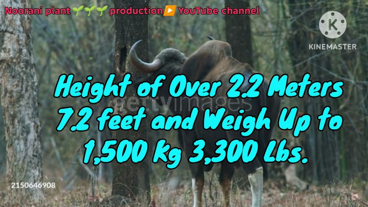 The Gaur popularly