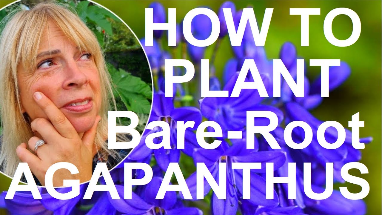 How to Plant and Grow Bare Root Agapanthus -  Lily  of the Nile