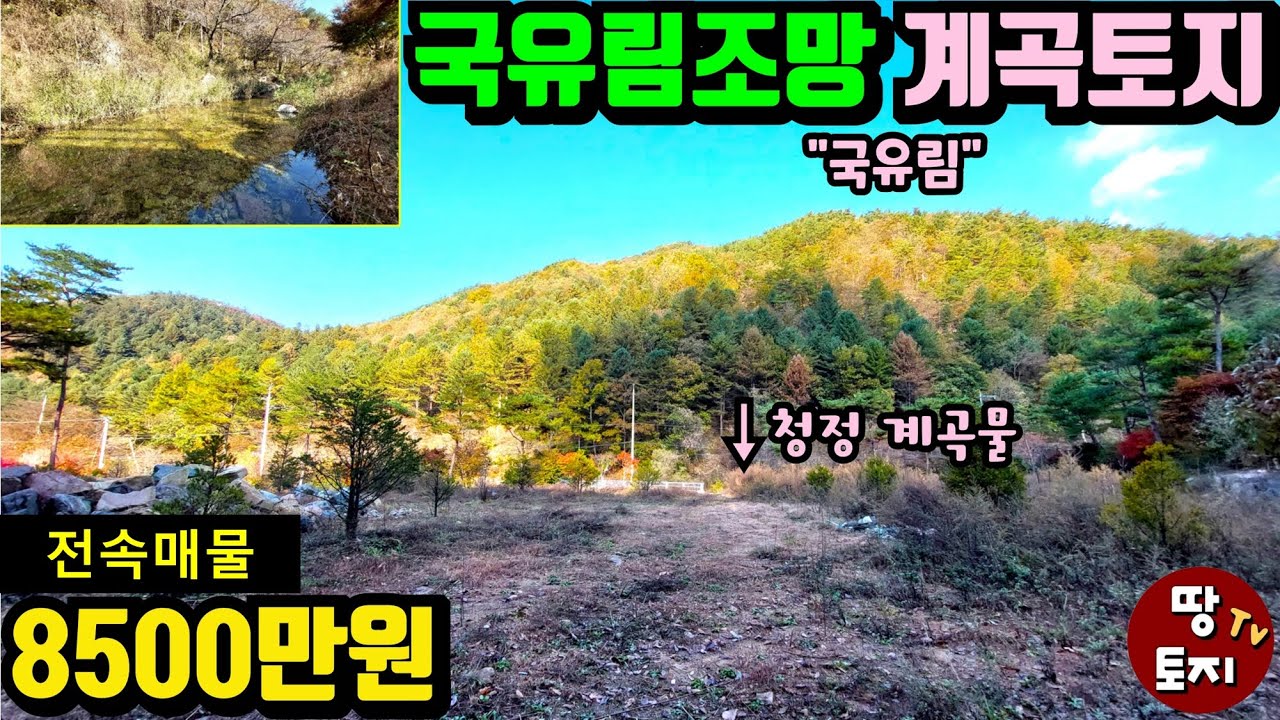 [광고]이보다 더 좋은 자연환경은 없다! 양평 국유림 계곡물로 둘러쌓인 천해의 자연환경 땅 1억 이하 소액 싼 땅 무릉도원 파라다이스 토지 전원주택 체류형쉼터 농막 토지#양평계곡땅