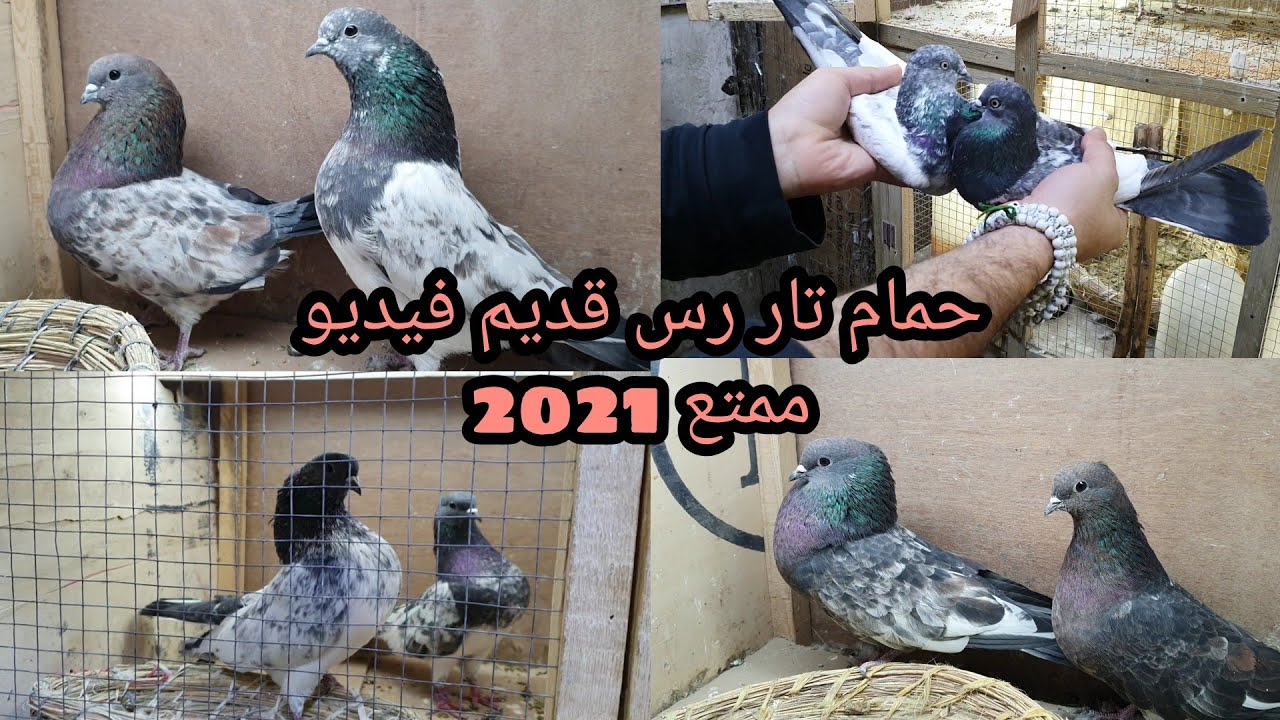 حمام التار العراقي| احلى طيور تور