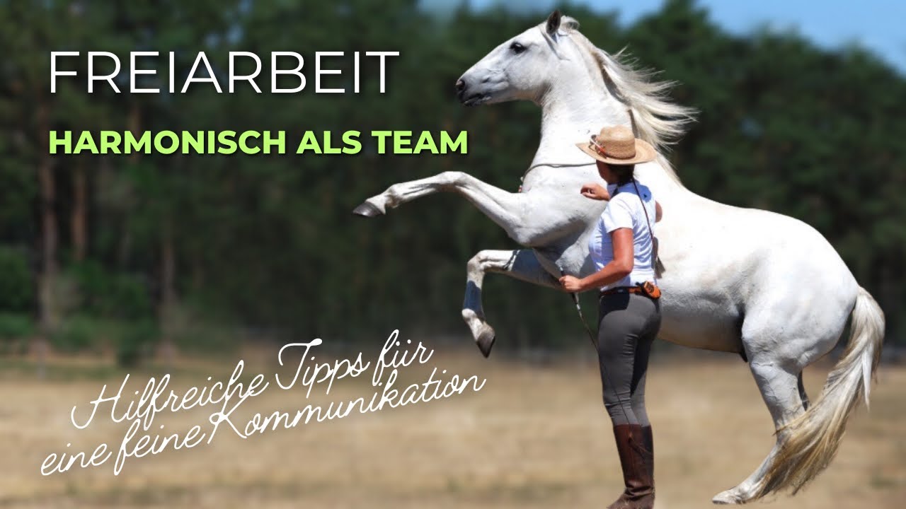 Freiarbeit Pferd 🐴 Hilfreiche Tipps für eine feine Kommunikation #pferdetraining #piaffe #horse