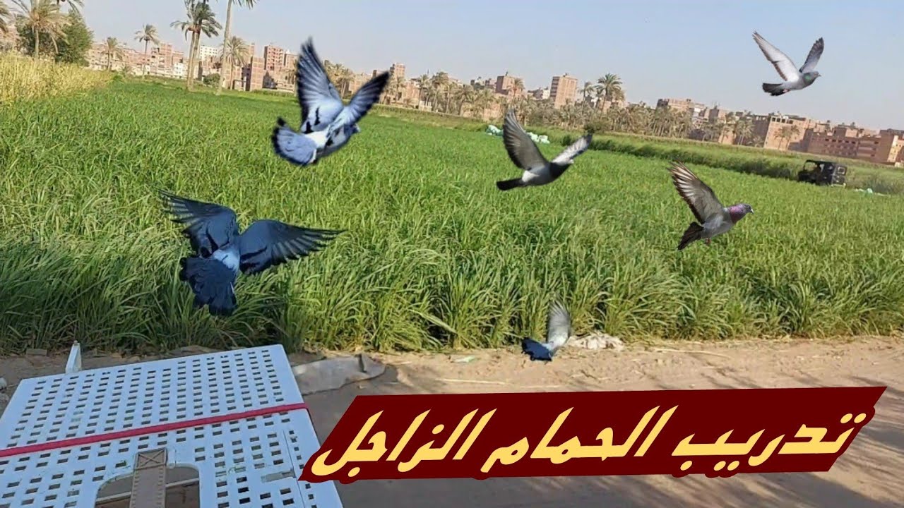 رميت الحمام الزاجل من مسافه 2.5 km يعني 2500 متر ( اول رميه تدريب )