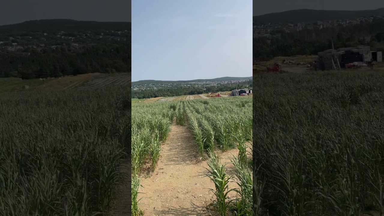 Corn Field in Lester Farm in Mount Pearl, NL