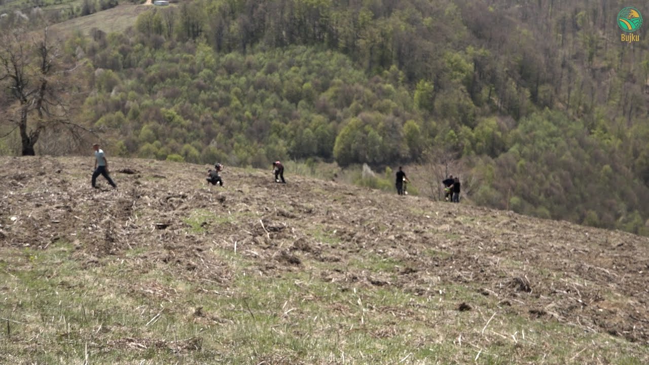 BUJKU &ndash; ne Veligllave te Kamenices, afer kufirit me Serbine, ahishtja ne 22 hektare mbillet me arre