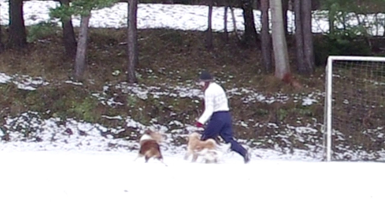 Dogdancing sestava se 3 psy (Jade, Justy & Jerry) - 2018