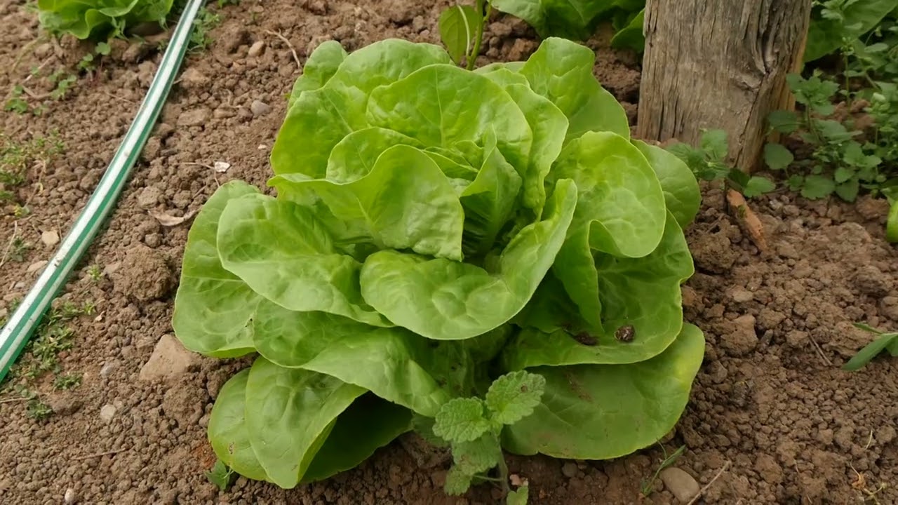 Tajna mog vrta ep. 66 06.05.2022. Kupusnjače, zelene salate, spanać, đubrivo