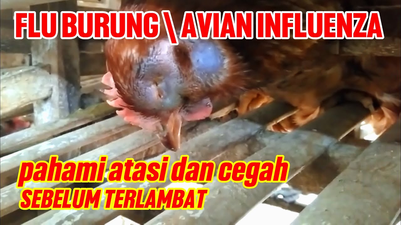 PAHAMI CARA MENGATASI MENGOBATI DAN MENCEGAH FLU BURUNG PADA AYAM