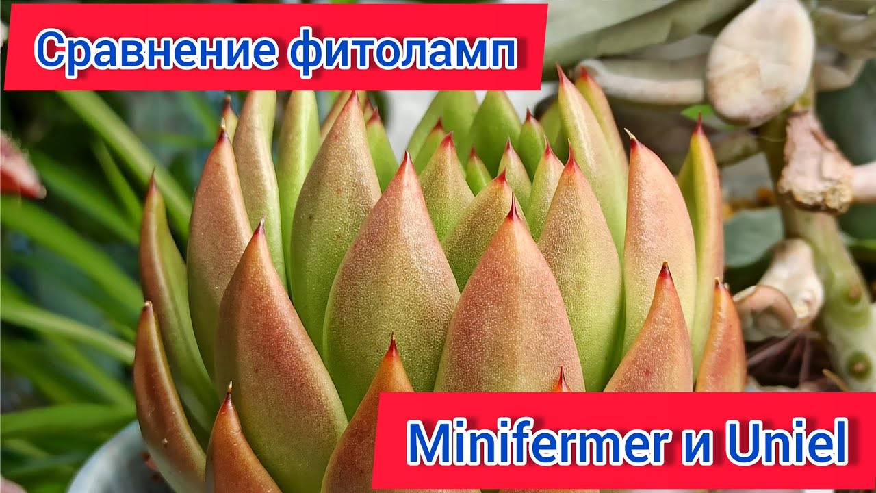 Сравнение фитоламп Minifermer и Uniel для суккулентов. Замеры уровня освещенности разными лампами
