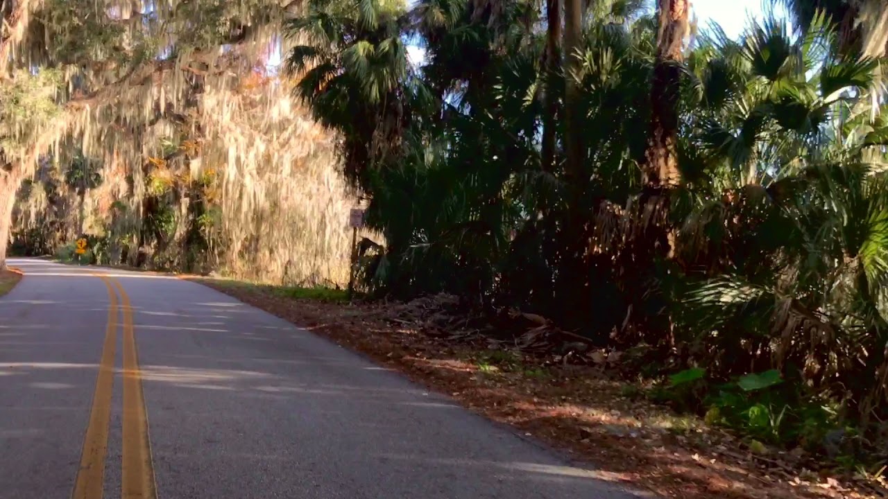 Driving Through Massive Swamp Trees with Moss hanging