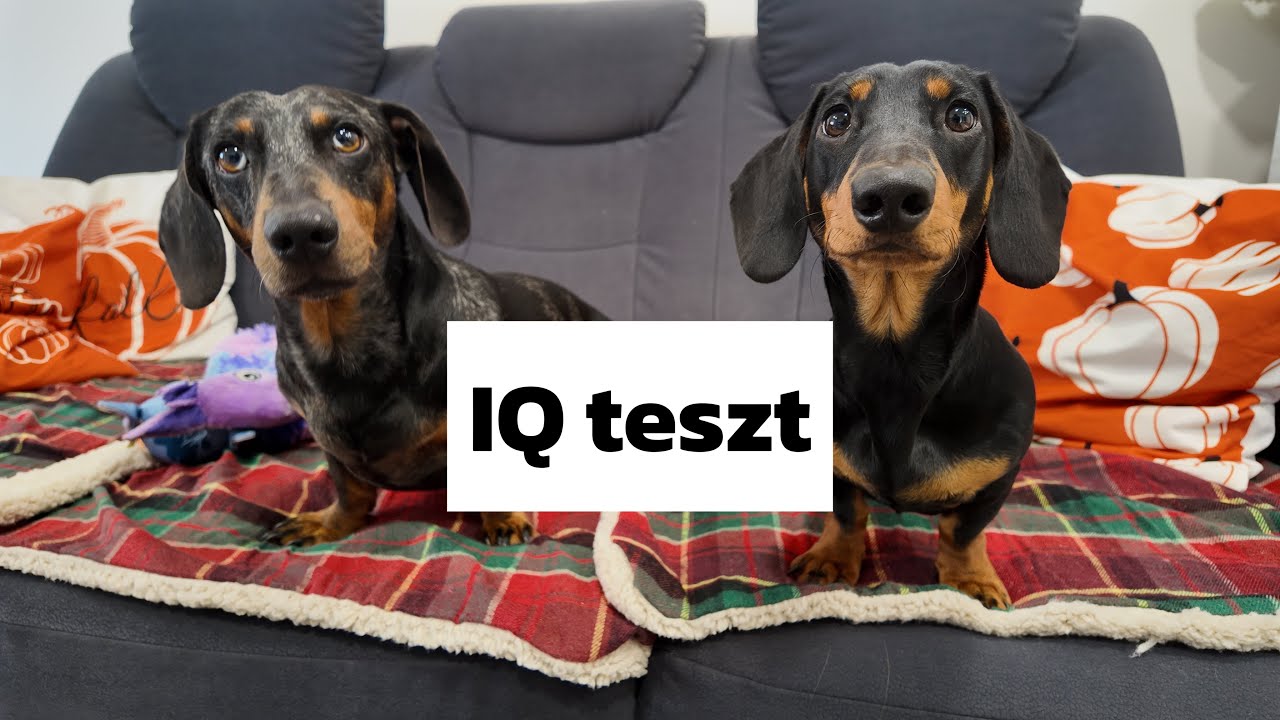 IQ teszt Merlinnel és Artúrral 🤯🤩 Ki az okosabb?🤣🤣 #merlinesarturkalandjai 