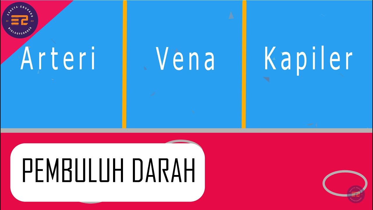 PEMBULUH DARAH (VENA, ARTERI DAN KAPILER)
